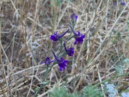 Delphinium halteratum Sm.的圖片