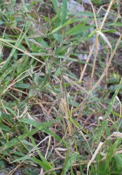 Imagem de Eragrostis cilianensis (All.) Janch.