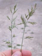 Imagem de Eragrostis cilianensis (All.) Janch.