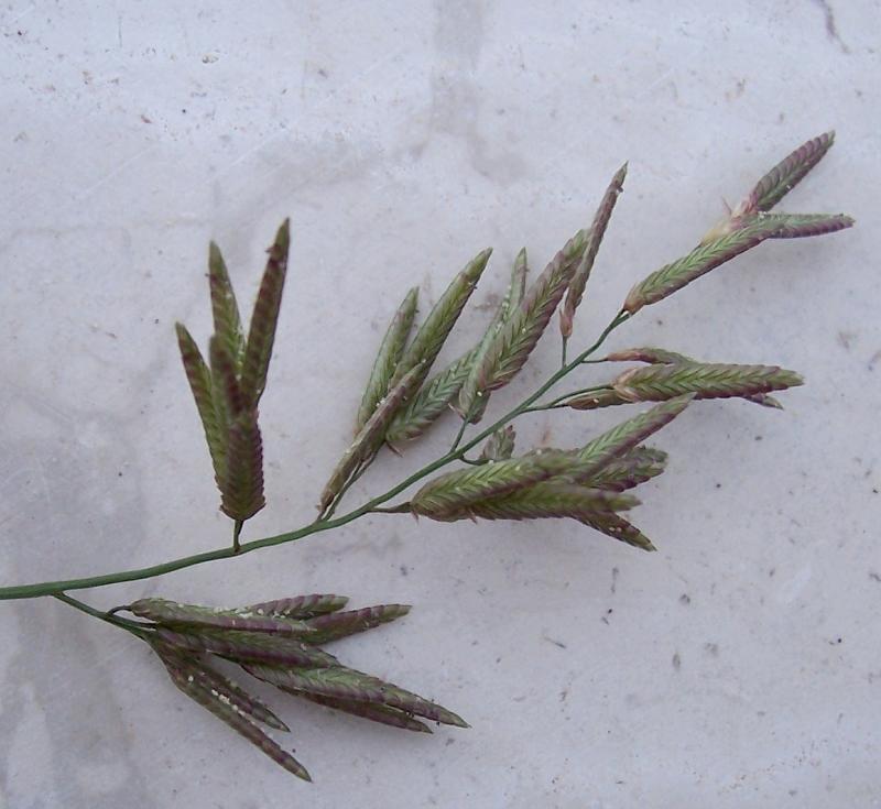Imagem de Eragrostis cilianensis (All.) Janch.