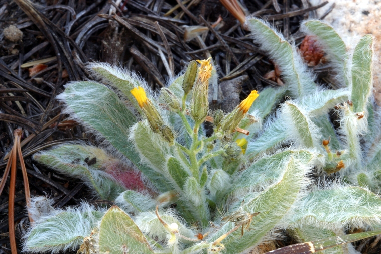 Image of <i>Hieracium horridum</i>