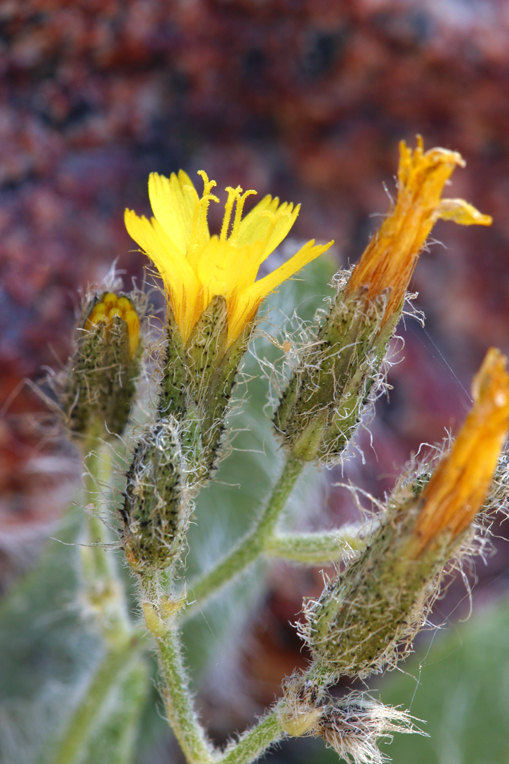 Image of <i>Hieracium horridum</i>