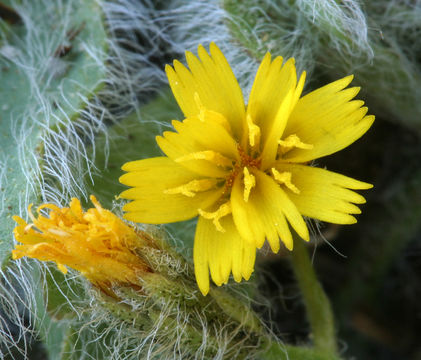 Image of prickly hawkweed