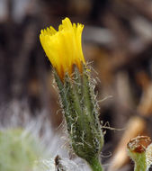 Image of <i>Hieracium horridum</i>