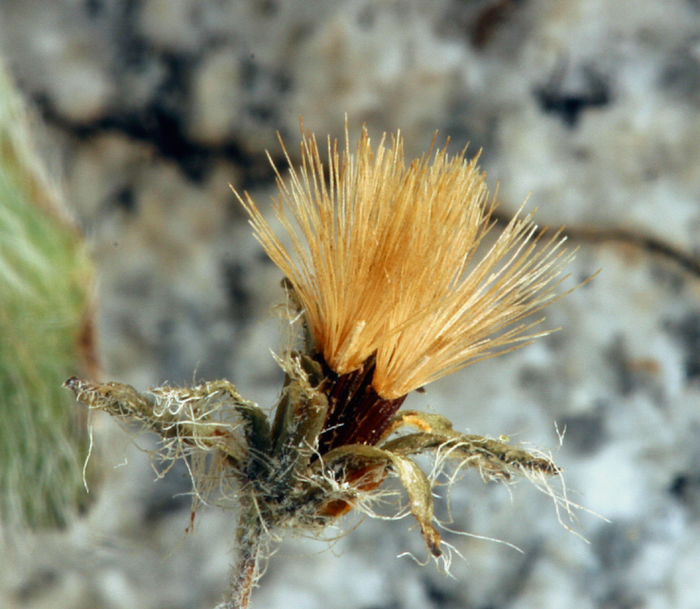 Image of <i>Hieracium horridum</i>