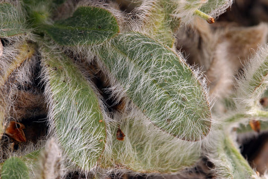 Image of prickly hawkweed