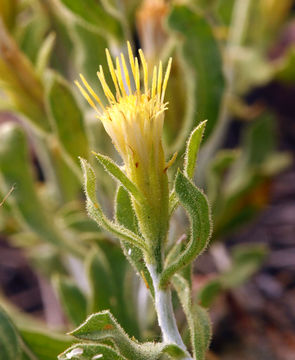 Image of whitestem goldenbush