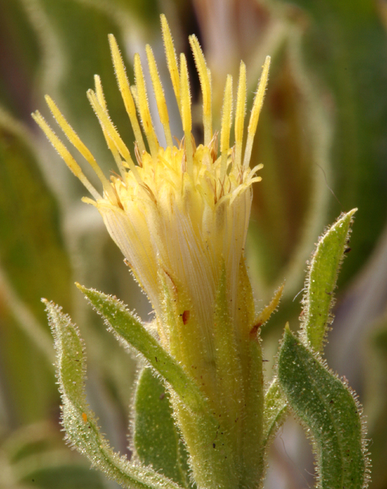 Imagem de Ericameria discoidea (Nutt.) G. L. Nesom