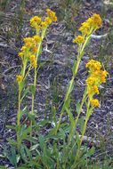 Image of Rocky Mountain goldenrod