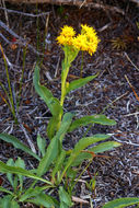 Image of Rocky Mountain goldenrod