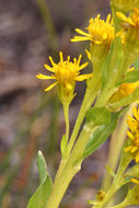 Image of Rocky Mountain goldenrod