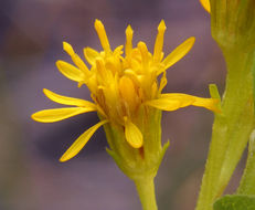 Image of Rocky Mountain goldenrod