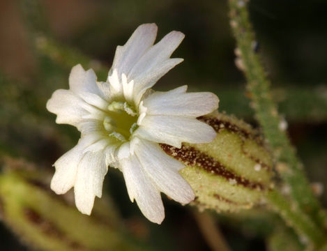 Image of Sargent's catchfly