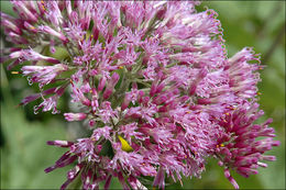 Image of Hedge-leaved Adenostyle