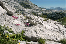 Image de Adénostyle à feuilles d'alliaire