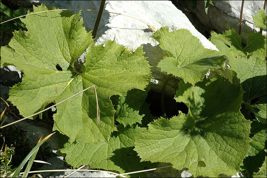 Image of Hedge-leaved Adenostyle