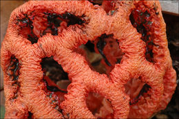 Imagem de Clathrus ruber P. Micheli ex Pers. 1801