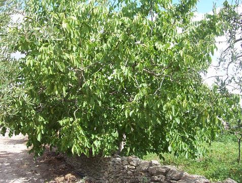 Image of Common walnut