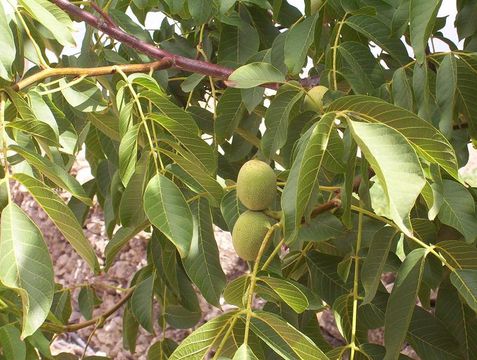 Image of Common walnut