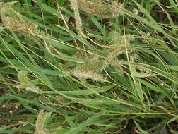 Image of bristly foxtail