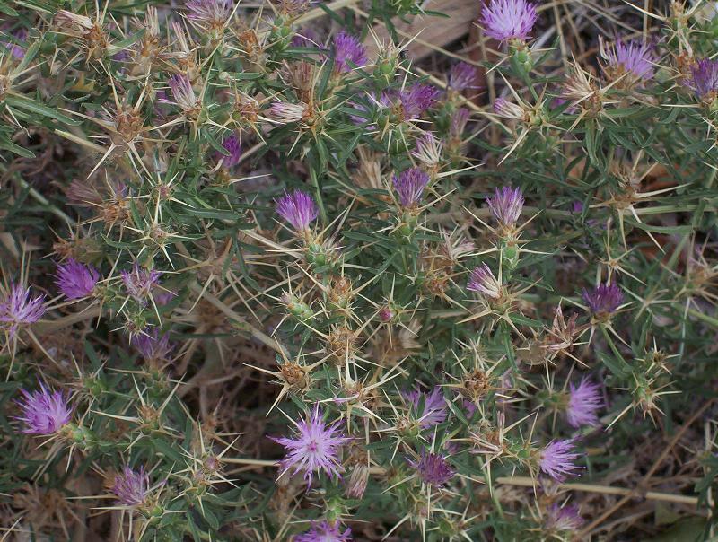 Image of red star-thistle