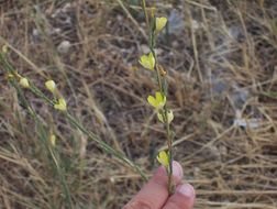 Слика од Lactuca viminea (L.) J. & C. Presl