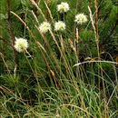 Image of Allium ericetorum Thore