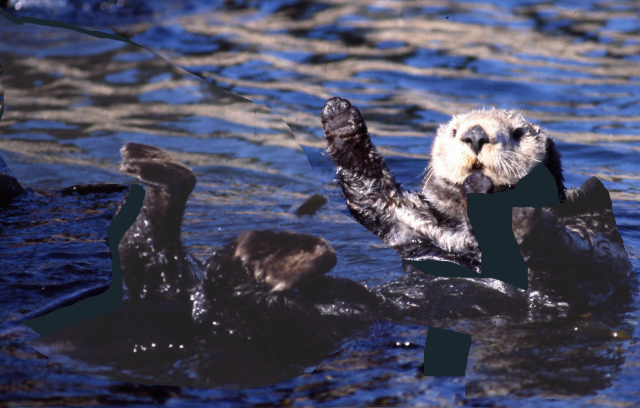 Image of Sea Otter