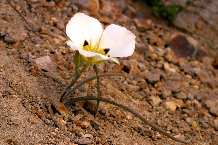 Calochortus leichtlinii Hook. fil. resmi