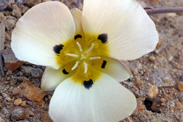 Calochortus leichtlinii Hook. fil. resmi