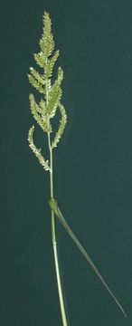 Image of barnyard grass