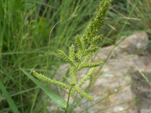 Image of barnyard grass