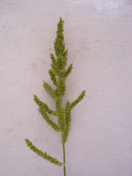 Image of barnyard grass
