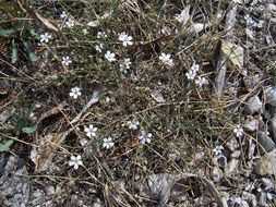 صورة Petrorhagia saxifraga (L.) Link