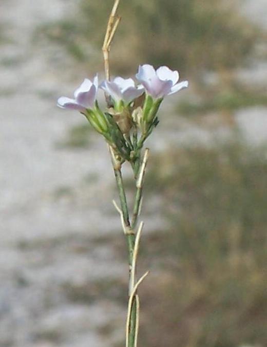 صورة Petrorhagia saxifraga (L.) Link