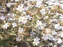 صورة Petrorhagia saxifraga (L.) Link