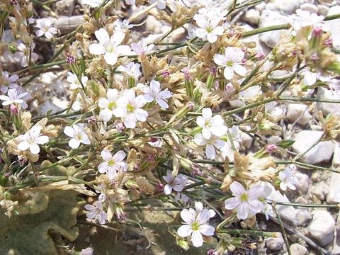 Image of saxifrage pink