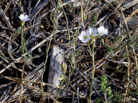 Image of saxifrage pink