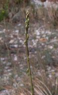 Image of Lesser Asparagus