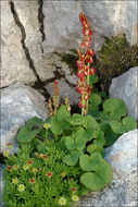 Image of Alpine mountain-sorrel