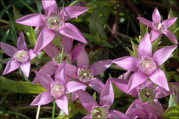 Image of Gentianella pilosa (Wettst.) J. Holub