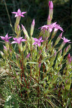 Image of Gentianella pilosa (Wettst.) J. Holub