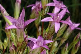 Image of Gentianella pilosa (Wettst.) J. Holub