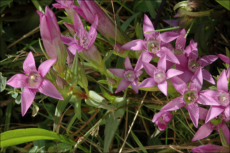 Image of Gentianella pilosa (Wettst.) J. Holub