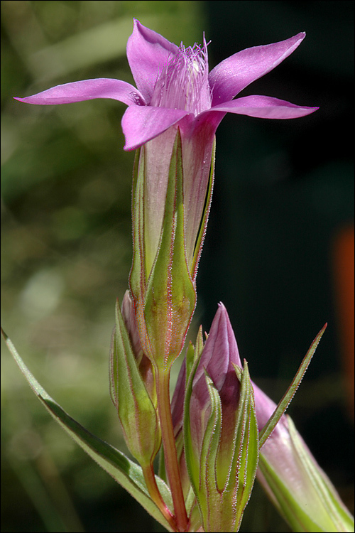 Image of Gentianella pilosa (Wettst.) J. Holub