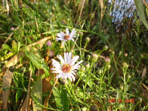 Symphyotrichum lentum (Greene) G. L. Nesom resmi