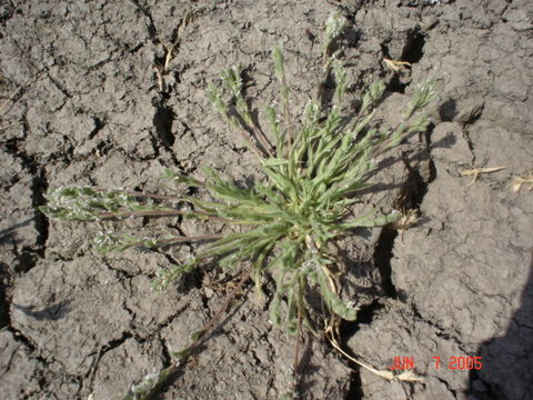 Image of California Orcutt grass