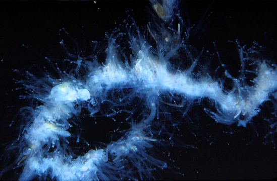 Image of string jelly