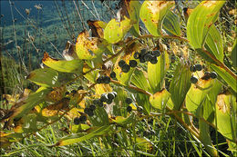 Слика од Polygonatum multiflorum (L.) All.