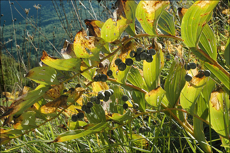 Слика од Polygonatum multiflorum (L.) All.